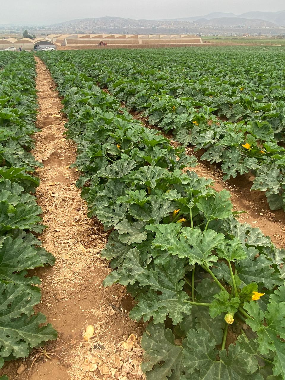 Agrícola Miramar