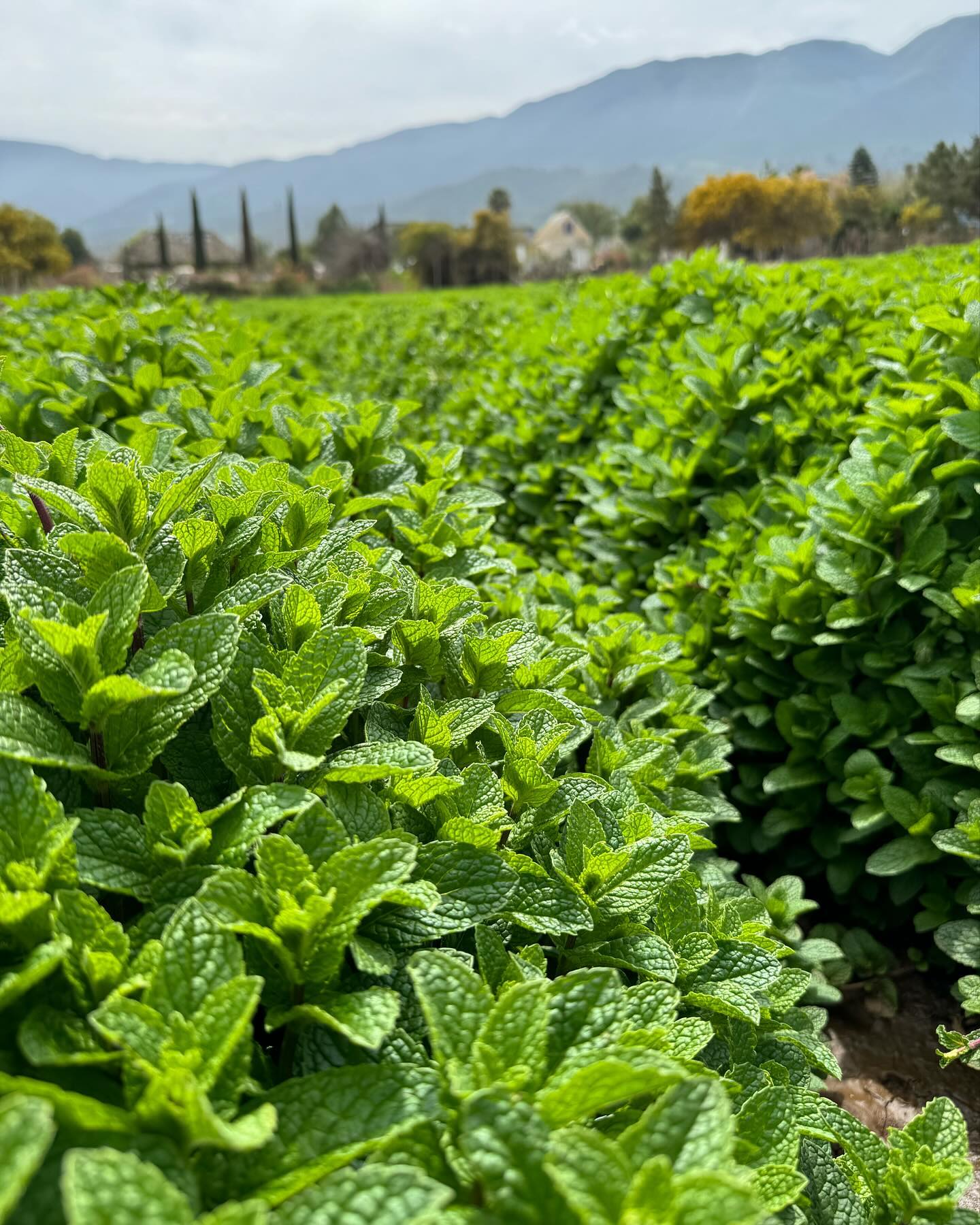 Historia de Agrícola Miramar