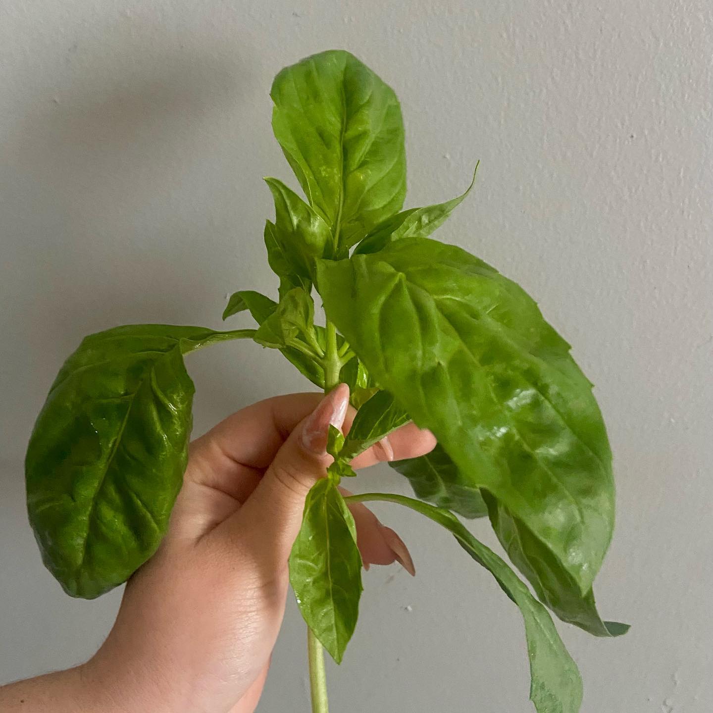 Basil