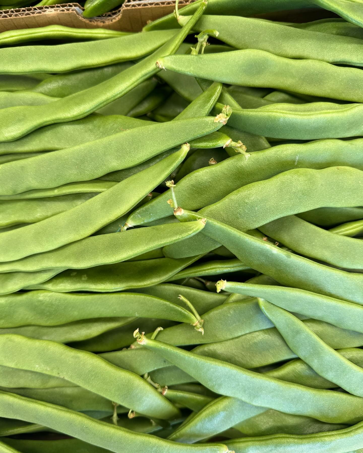 Fava Beans