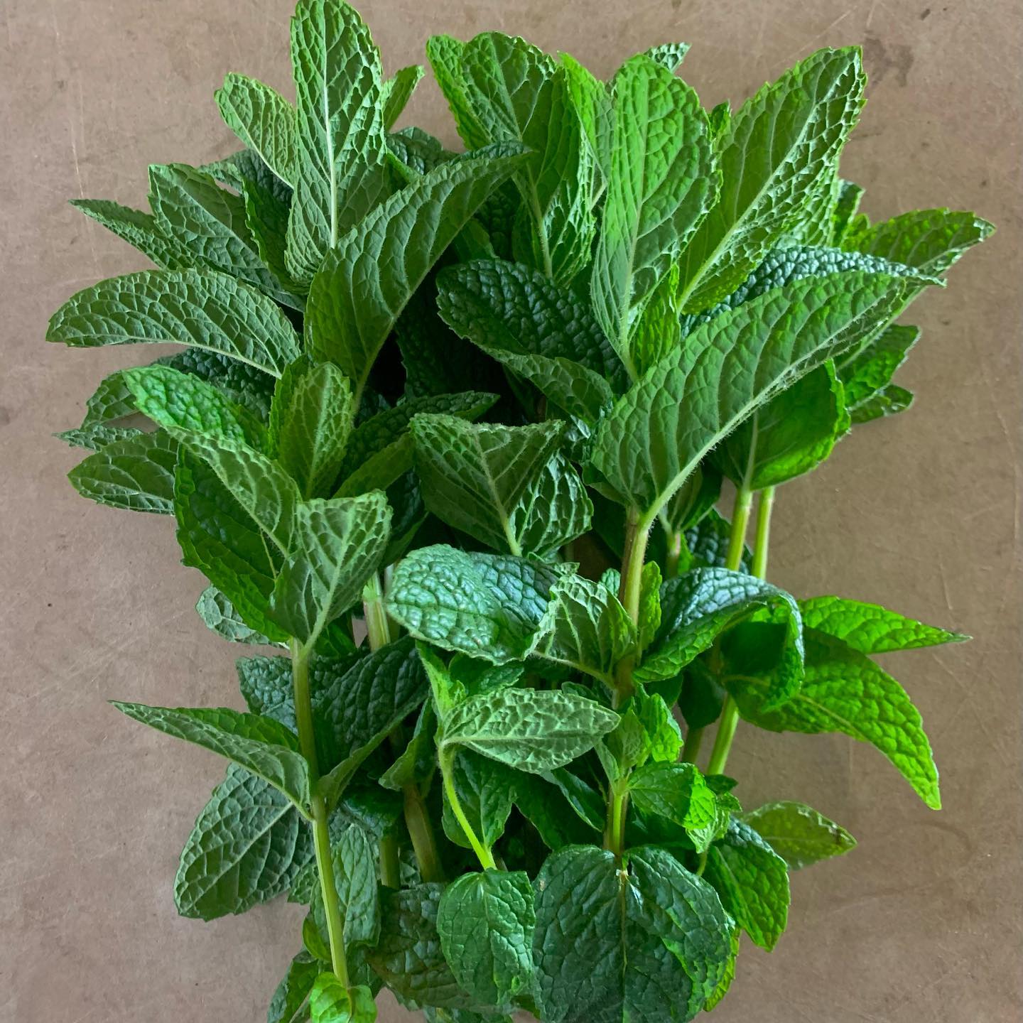 Mint